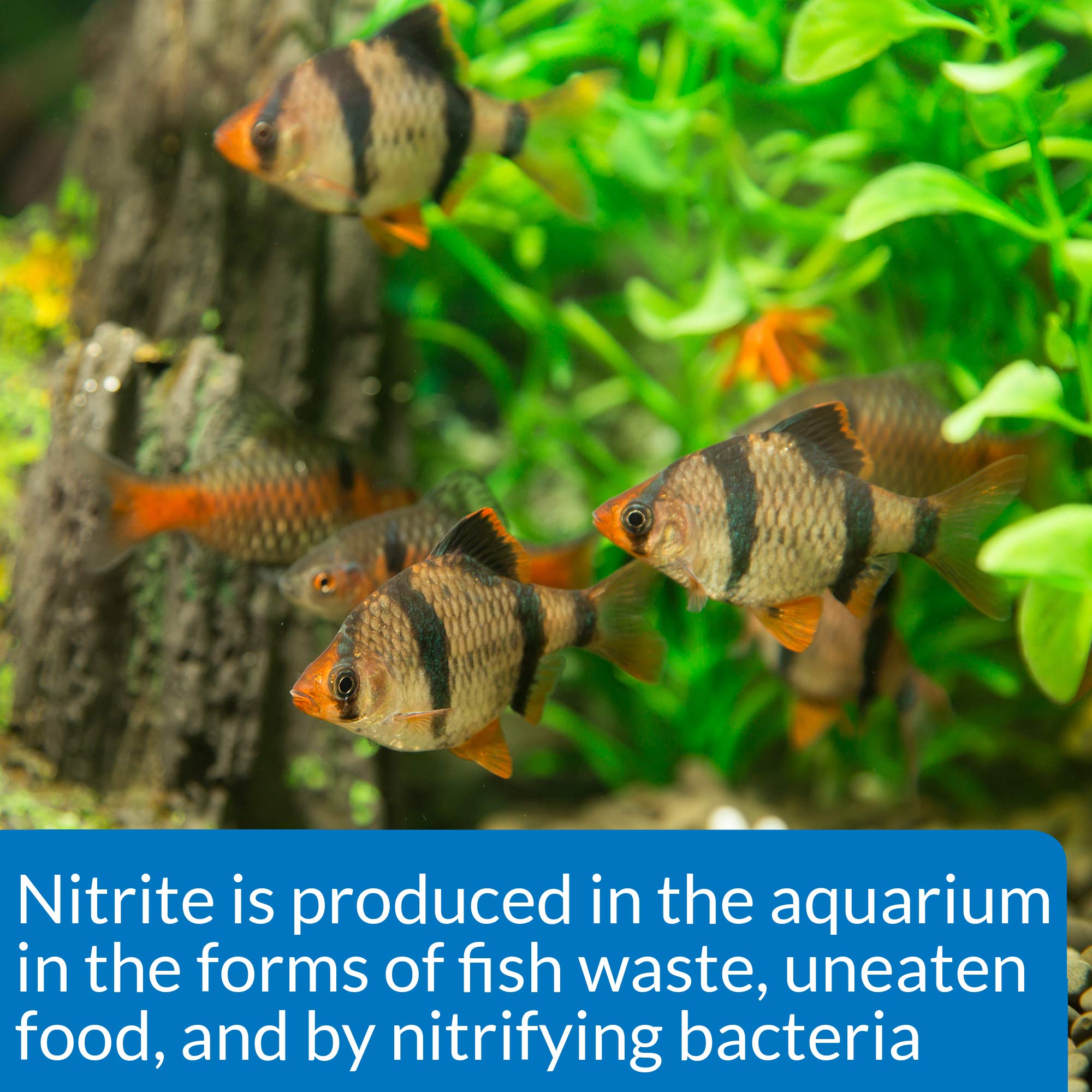 API nitrite — Écran de résultats lisible pour suivre les paramètres d'eau.