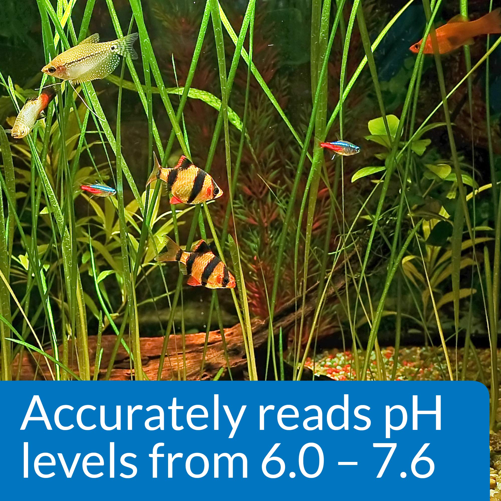 API PH TEST KIT: ensemble pratique pour l'aquariophilie d'eau douce