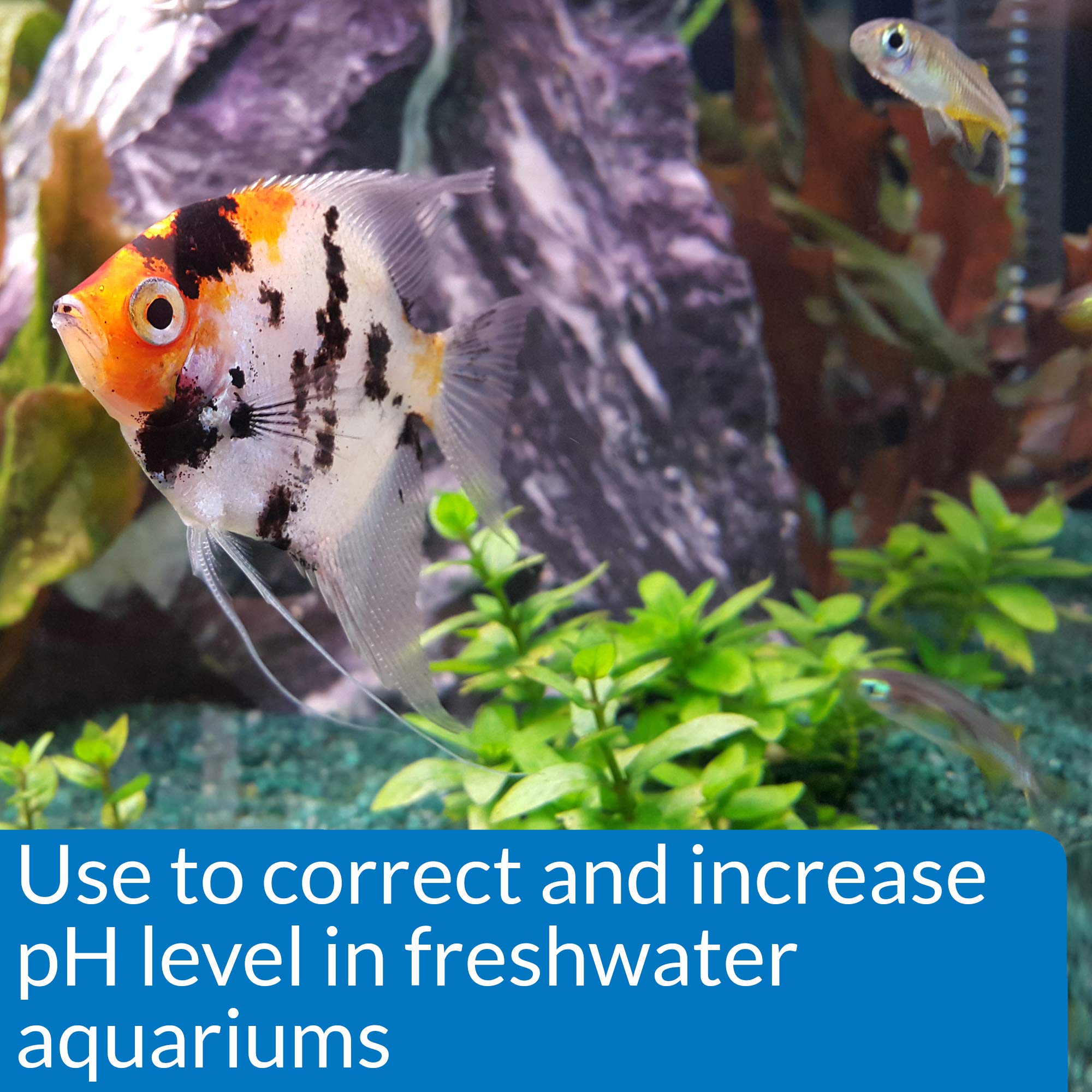 API pH Up – eau d’aquarium douce et stable pour les poissons.