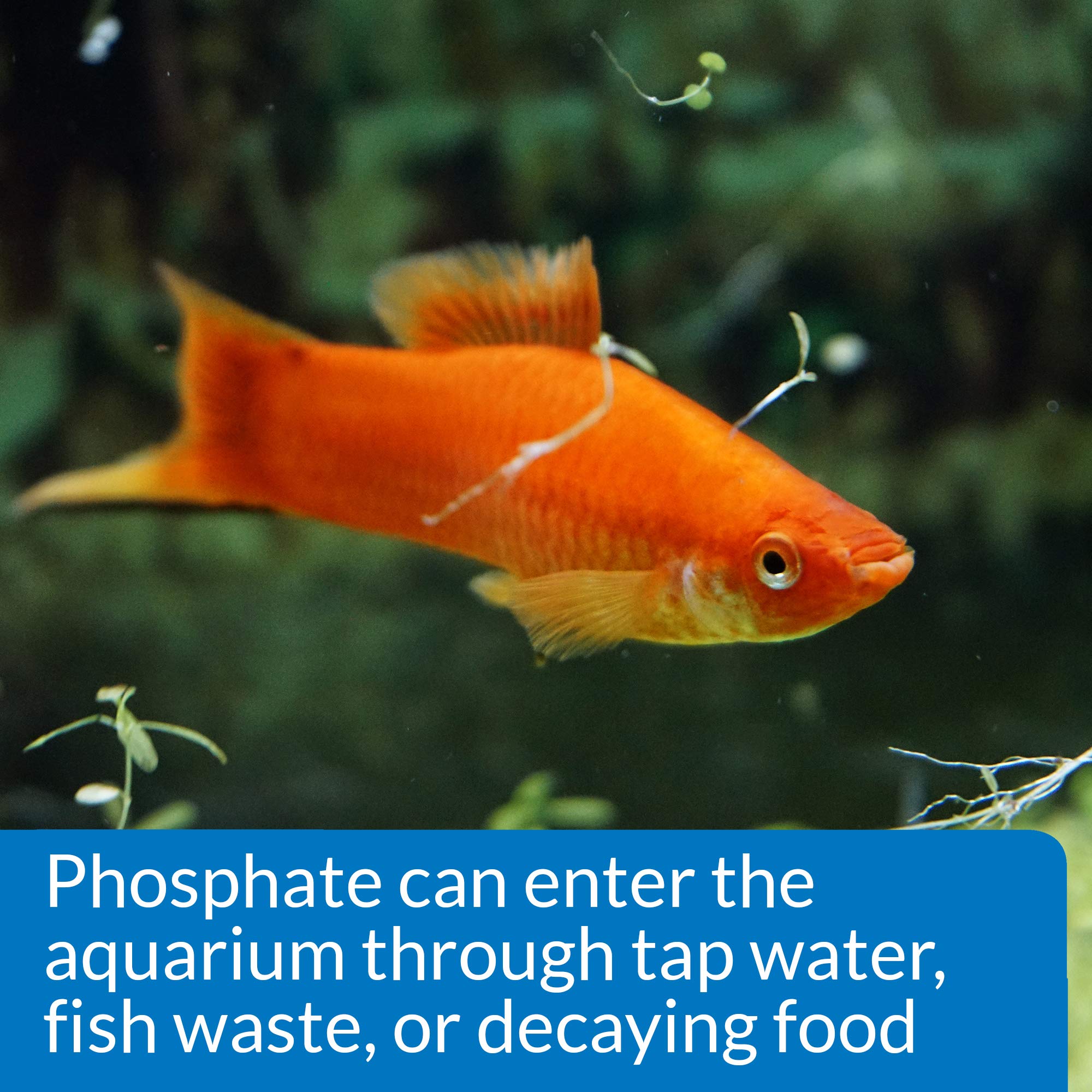 API Phosphate Kit prévention algues: réduire l'encrassement indésirable