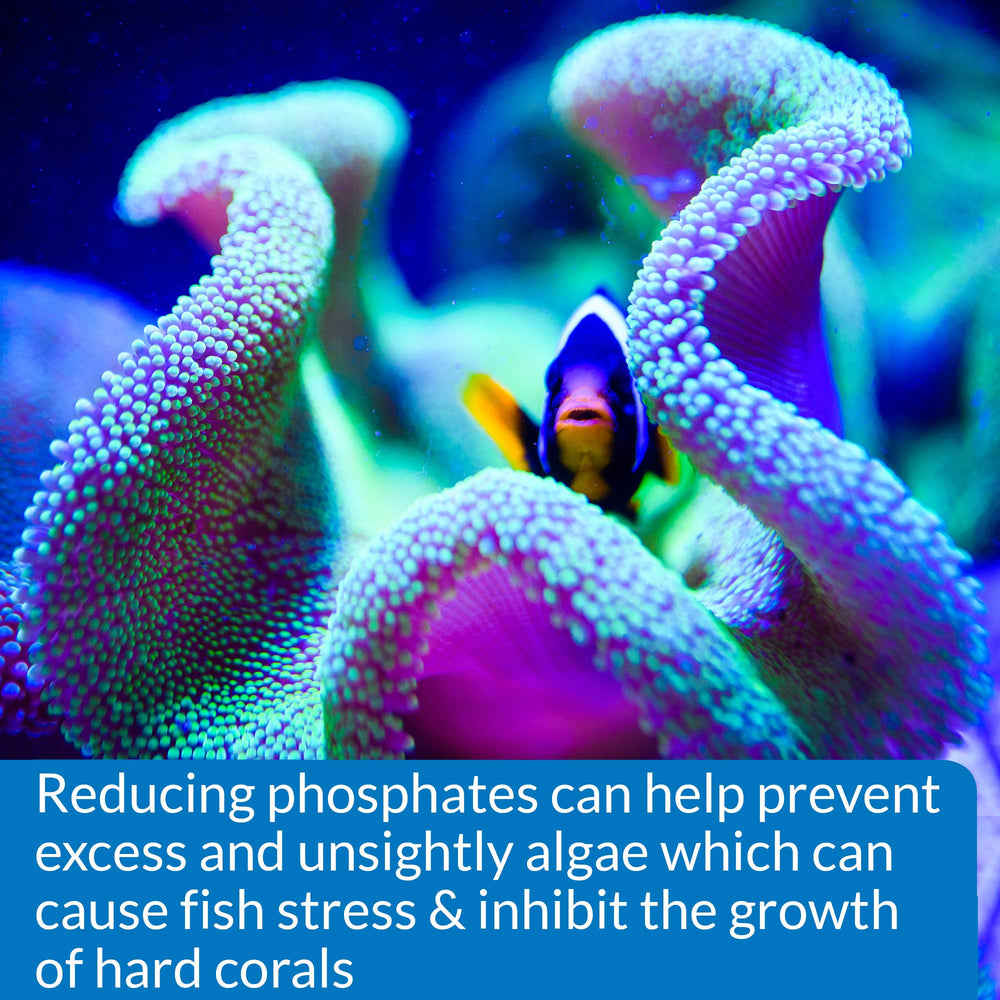 API Phosphate Kit utilisation eau douce et mer: adapté à tous les aquariums
