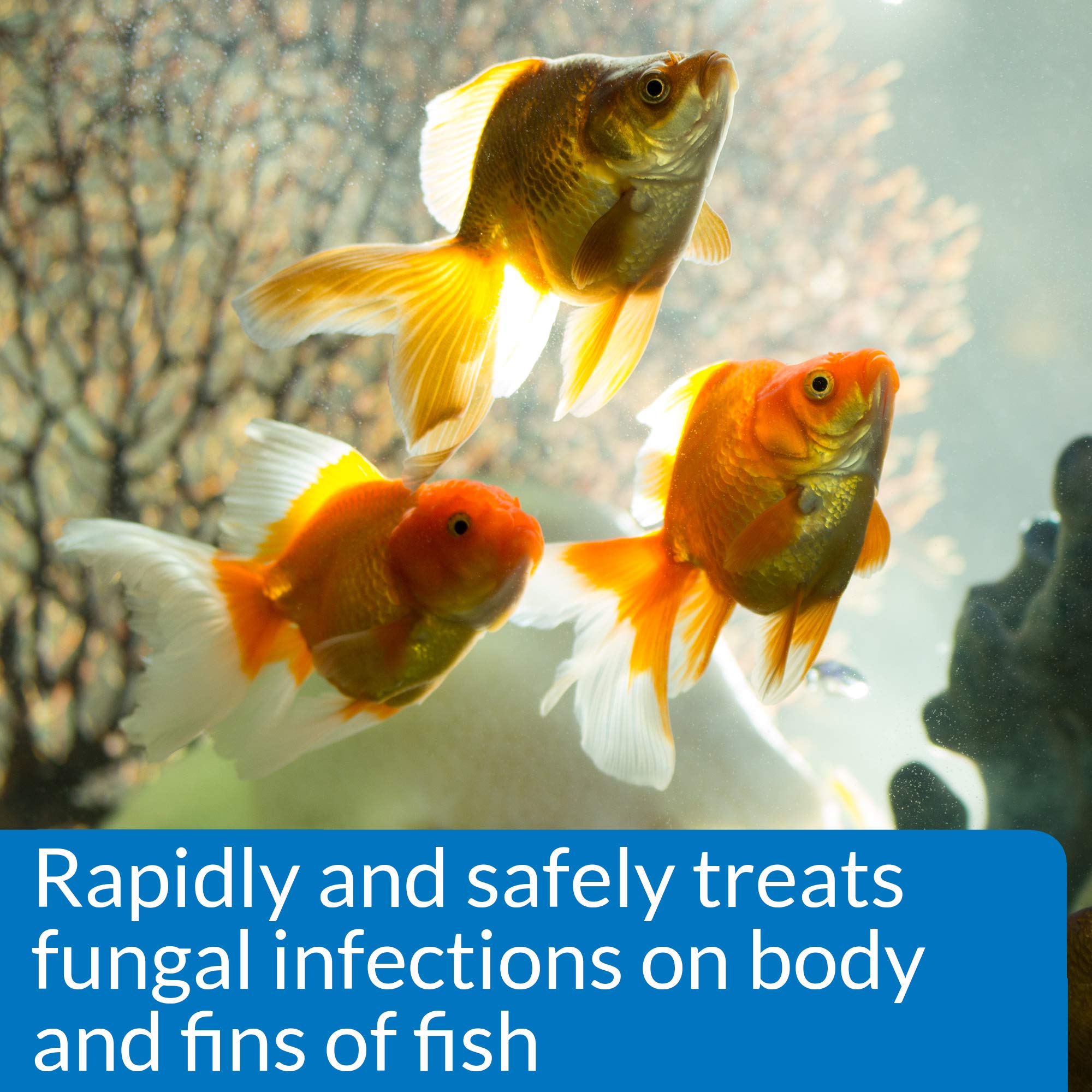 API Pimafix usage-quotidien-aquarium, facile à intégrer dans le soin des poissons.