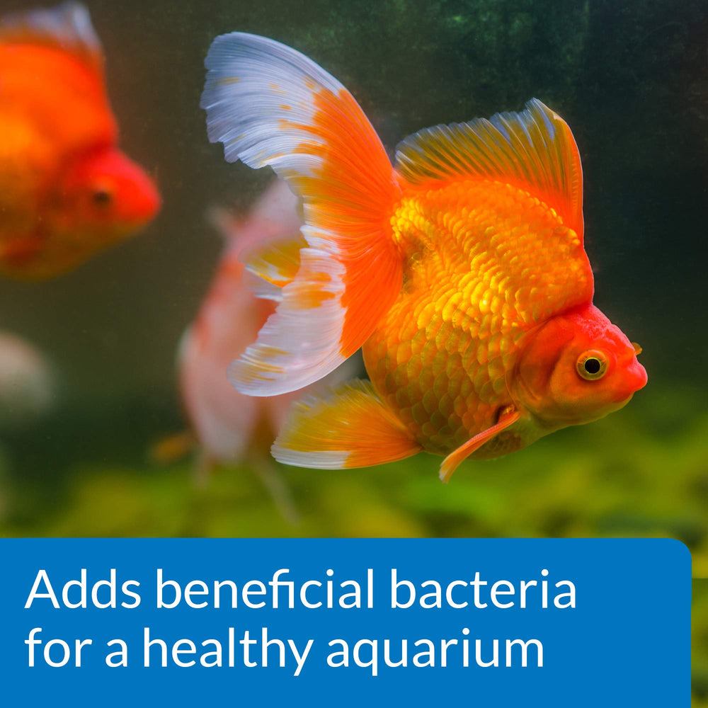 API Protéger Poisson Rouge – idéal au démarrage d’aquarium