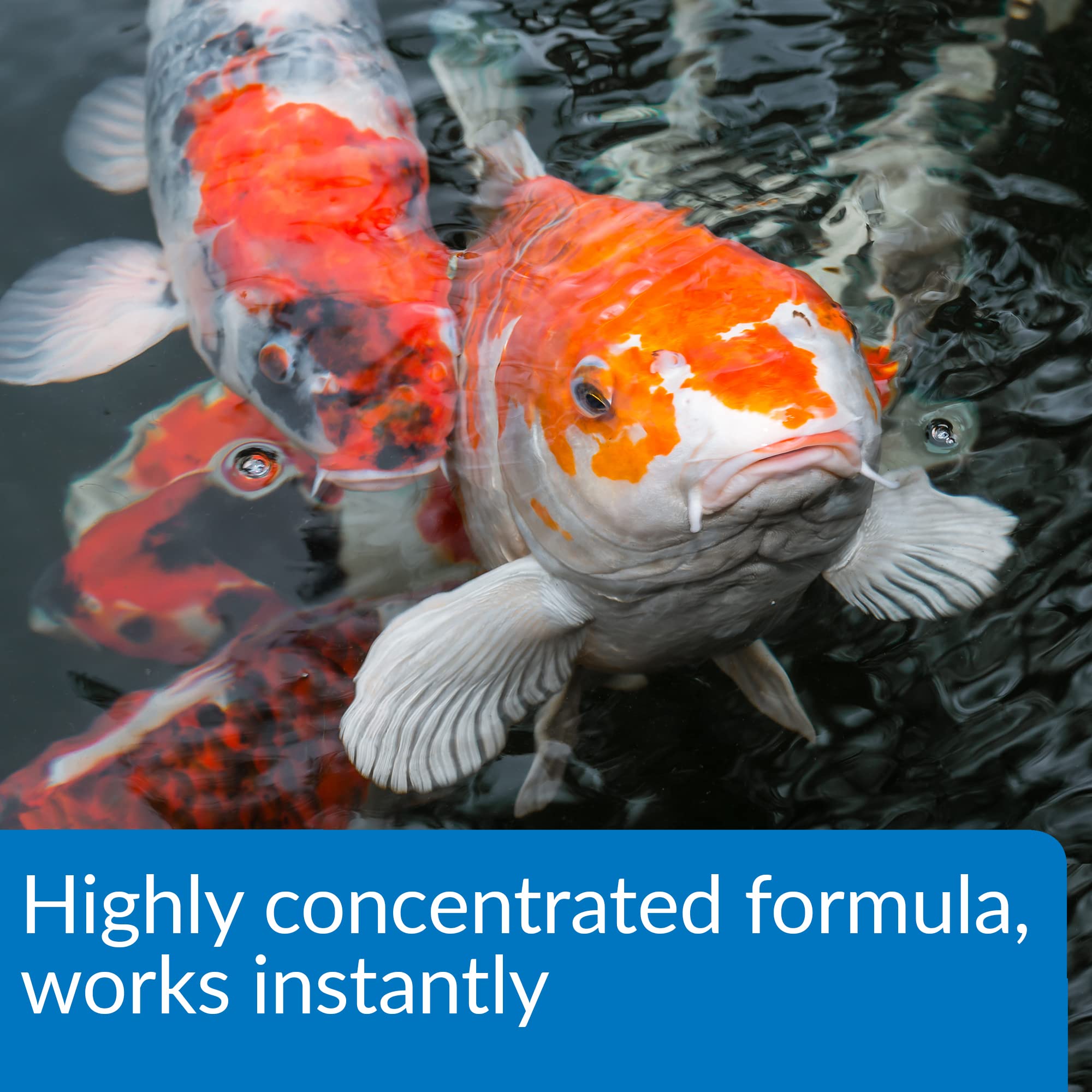 API Pond Aqua Essential - Eau du bassin prête à l’emploi, sûre pour koi et autres poissons.