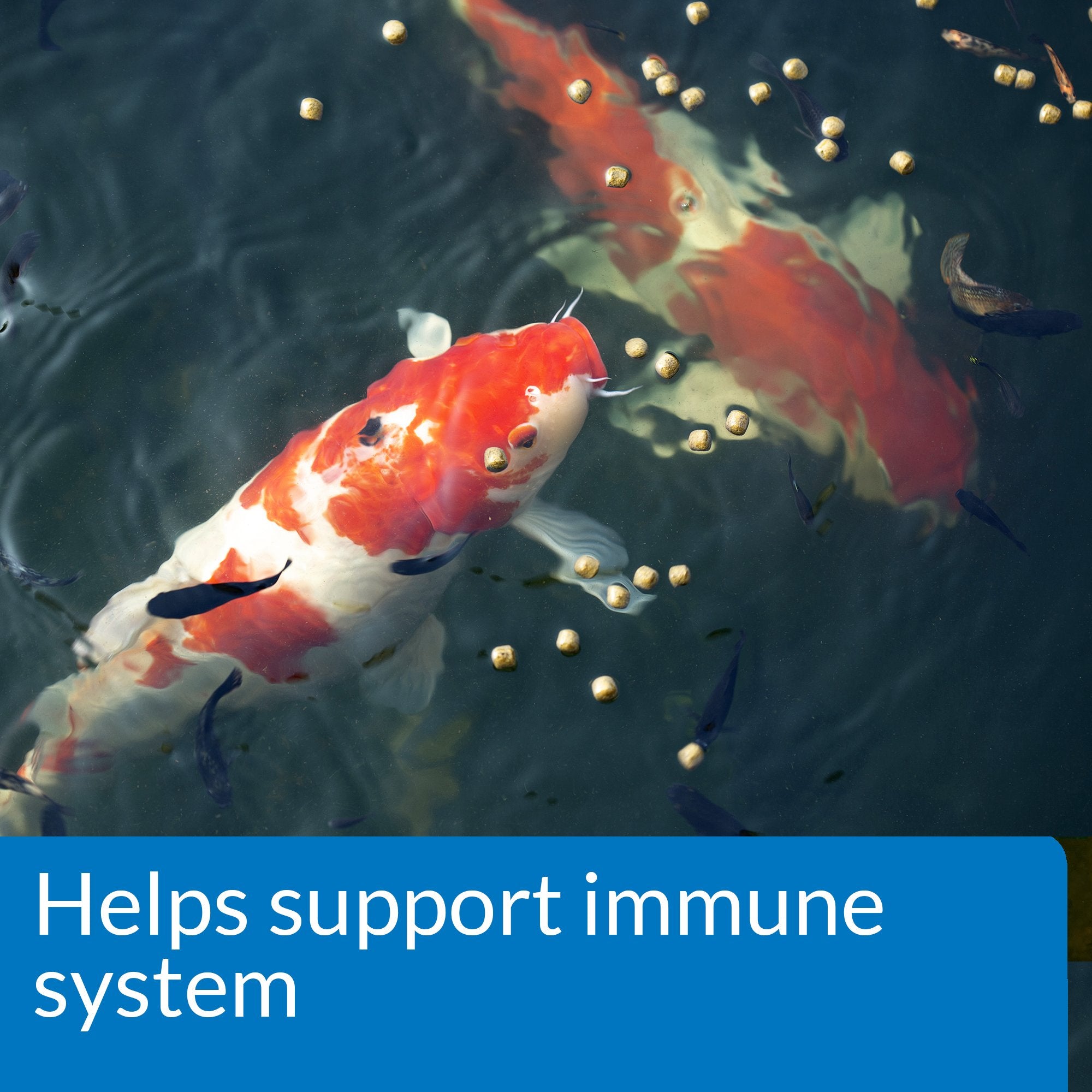 API POND FISH FOOD immunité renforcée soutient les poissons d’étang.