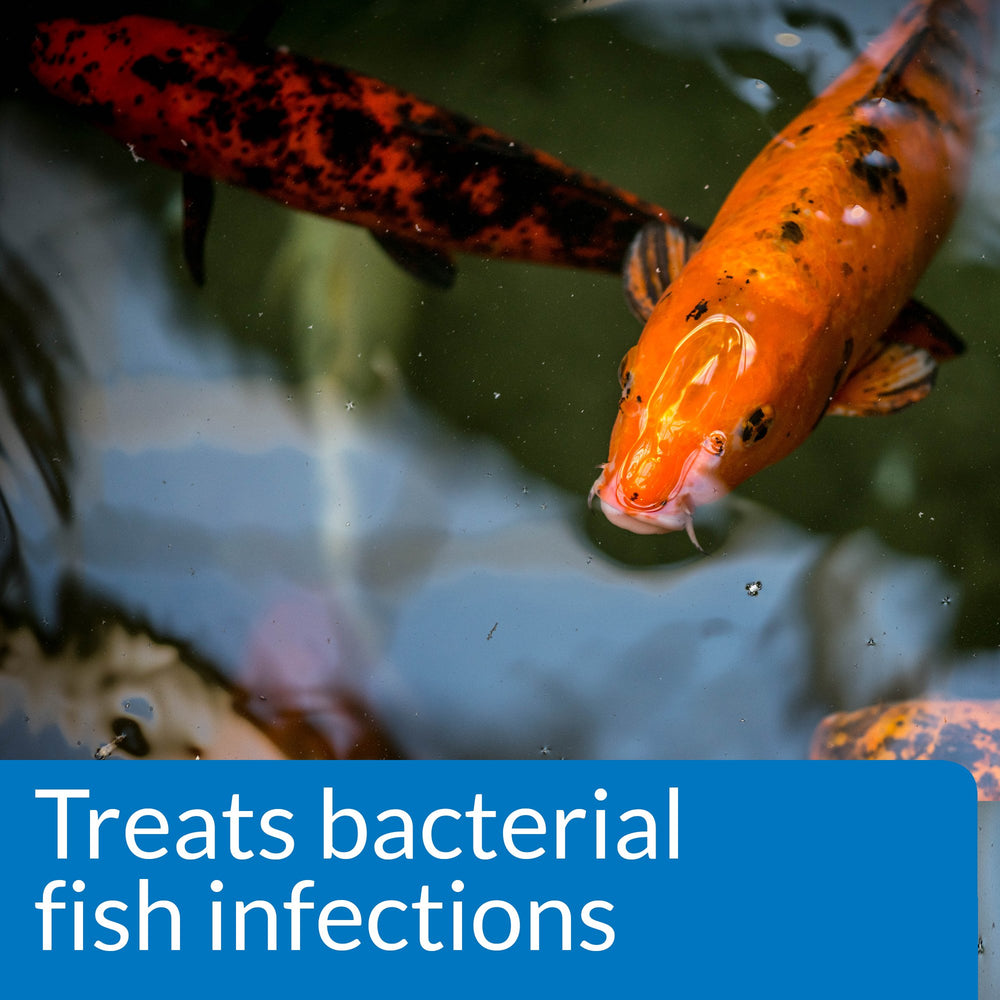 API POND MELAFIX répare les nageoires endommagées des poissons.