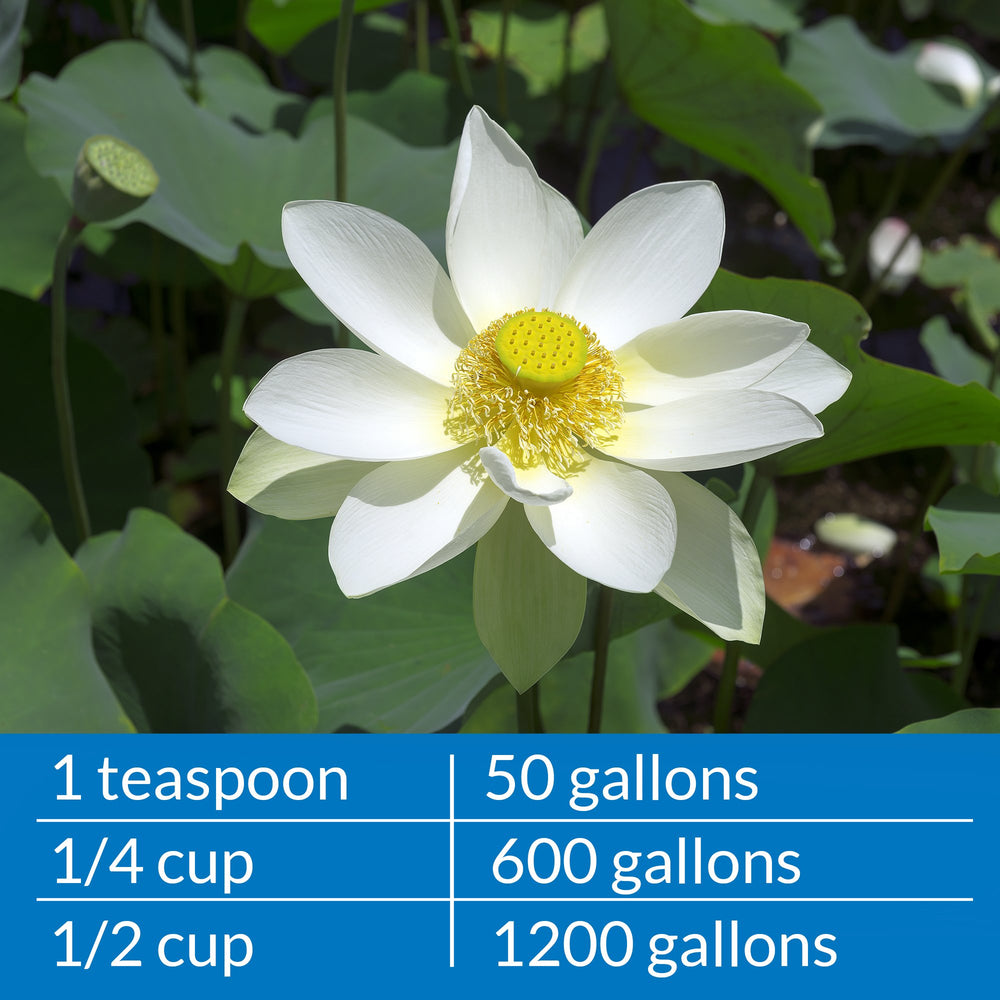 API PONDCARE : utilisation bi-hebdomadaire puis hebdomadaire pour maintenir l’eau claire.