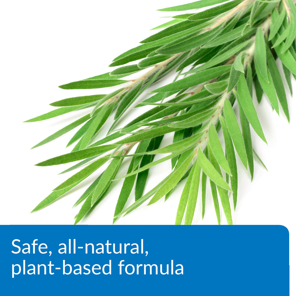 Extrait d’arbre à thé utilisé dans la formulation API TURTLE FIX