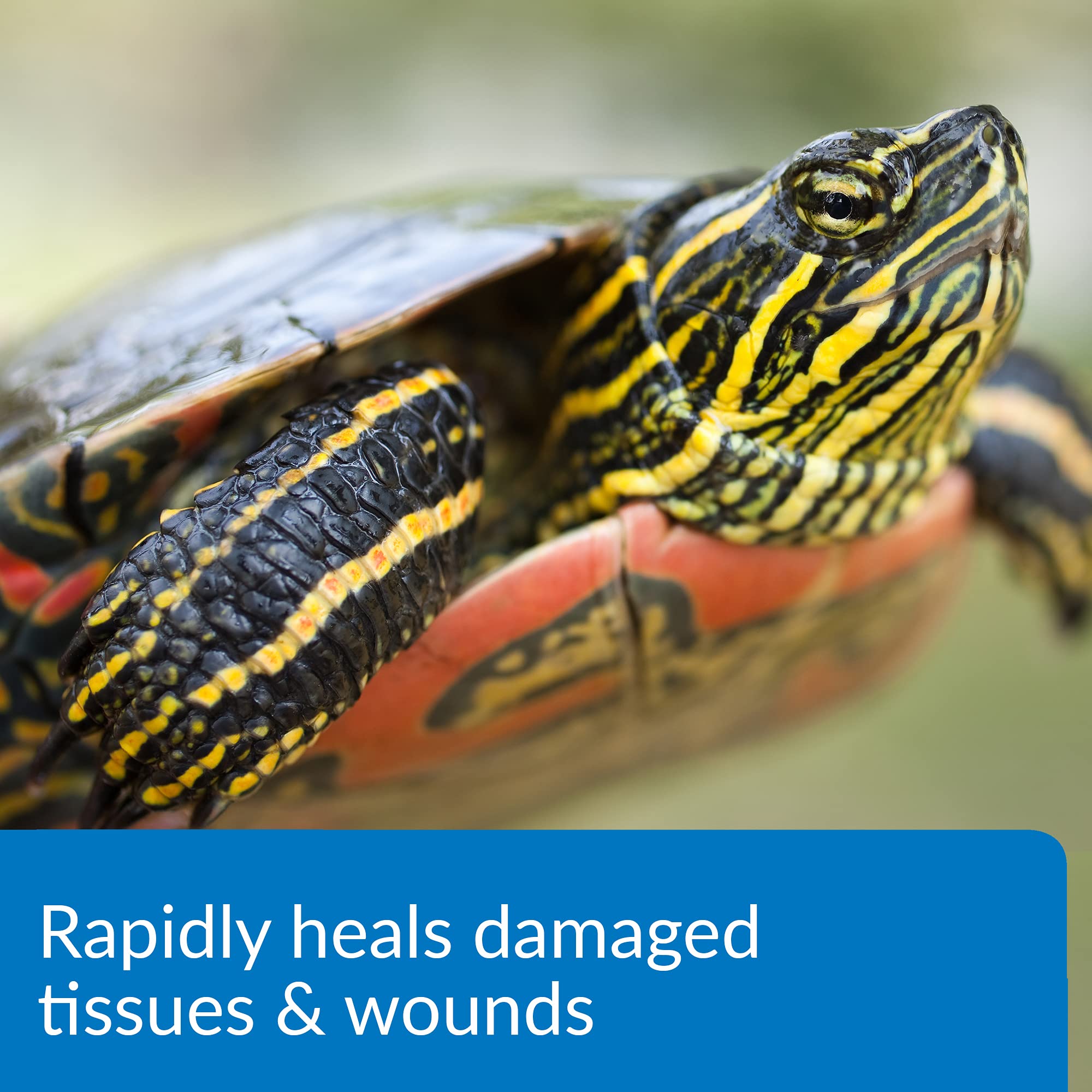 Tissu endommagé chez une tortue aquatique après l’application API