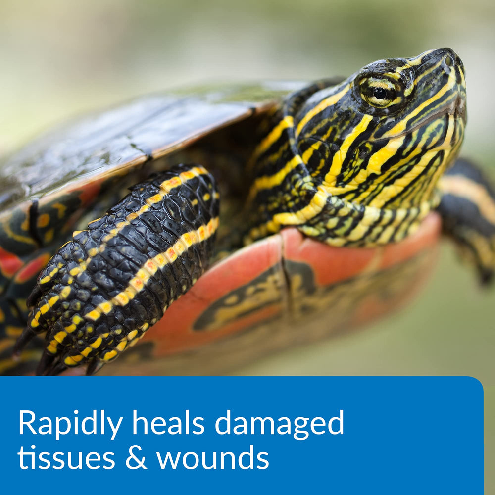 Tissu endommagé chez une tortue aquatique après l’application API