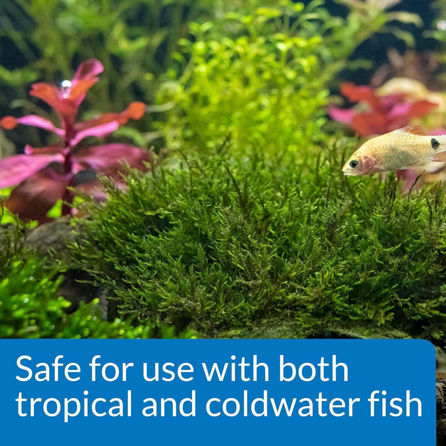 API tablettes racine renforçant les plantes d’aquarium en eau douce.