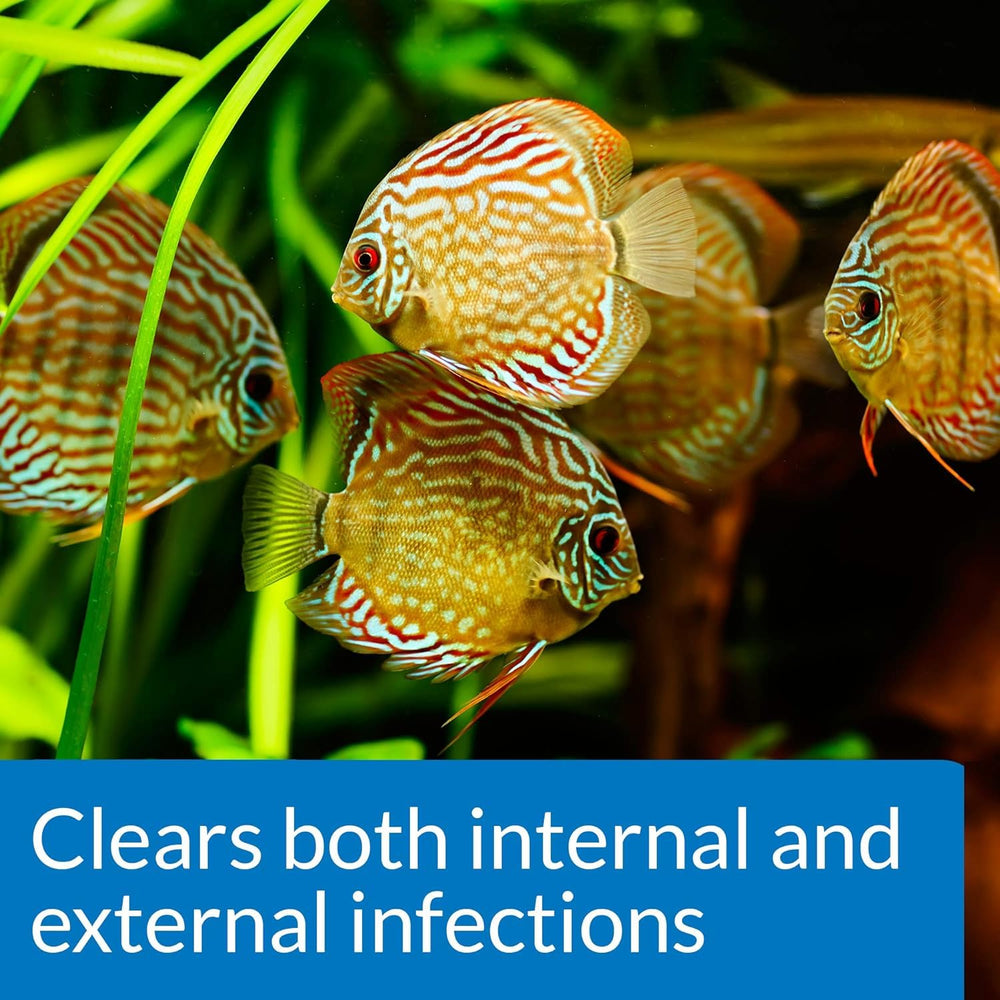 API Fin et Body Cure traite infections internes et externes des poissons