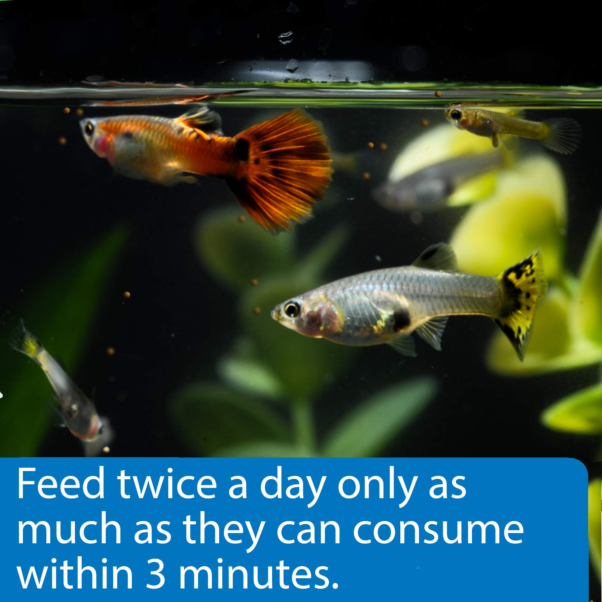 API Tropical Mini Pellets favorise une digestion efficace chez les poissons.