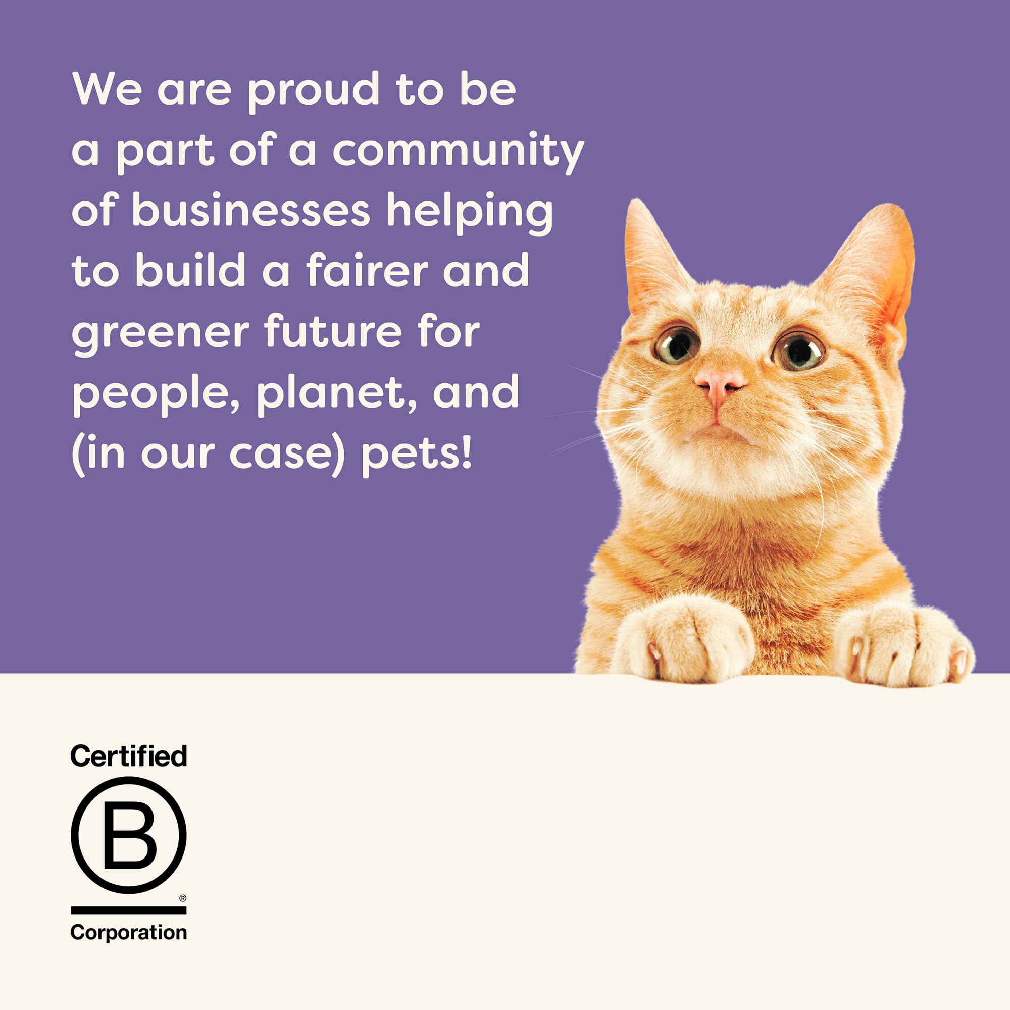 Applaws mousse chat – expérience gourmande et hydratante