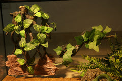 AQUA KT Branche realiste-terarium favorise repos et exploration.