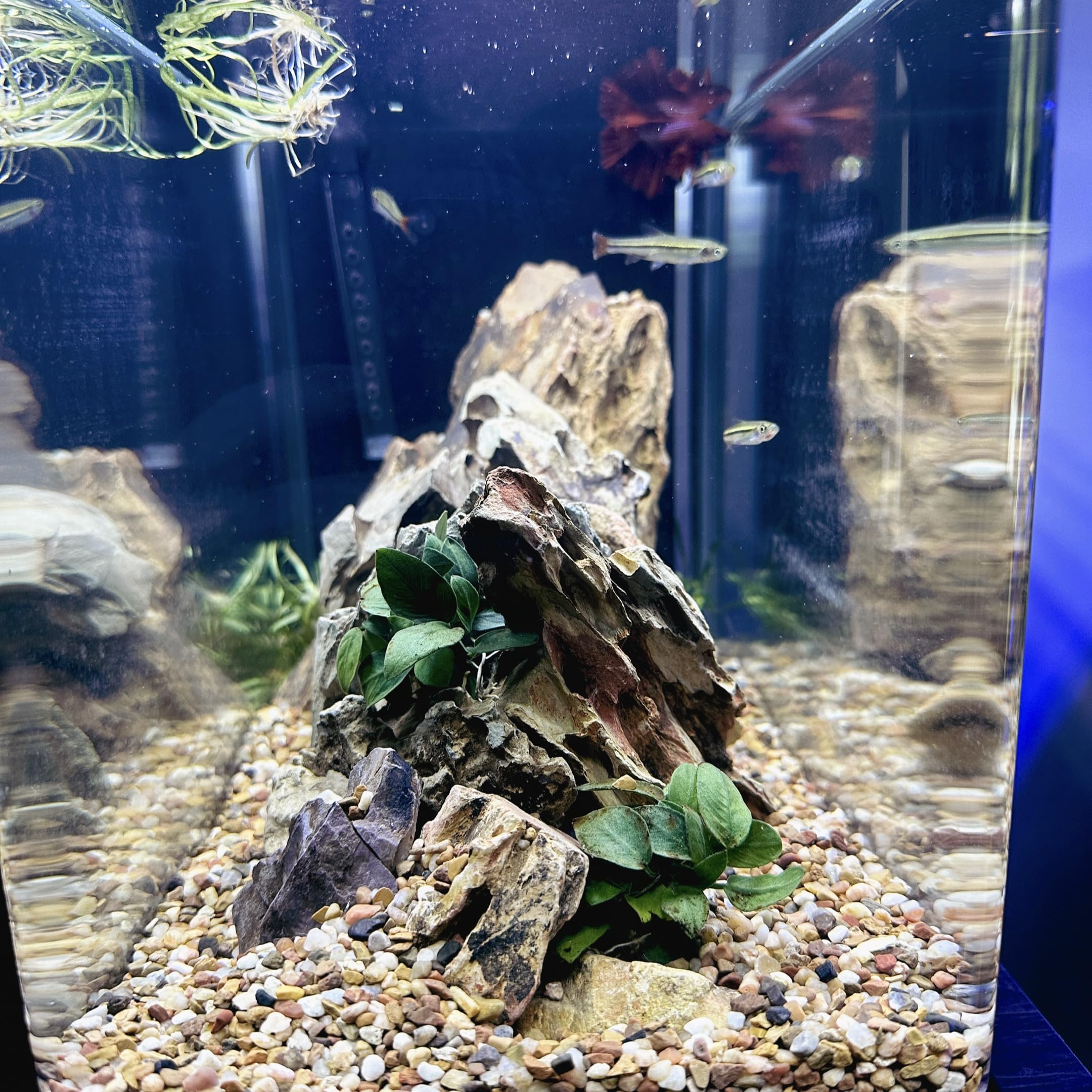 Aqua Natural substrat gravier 2-4mm idéal pour vivariums et terrariums.