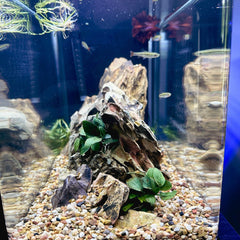Aqua Natural substrat gravier 2-4mm idéal pour vivariums et terrariums.