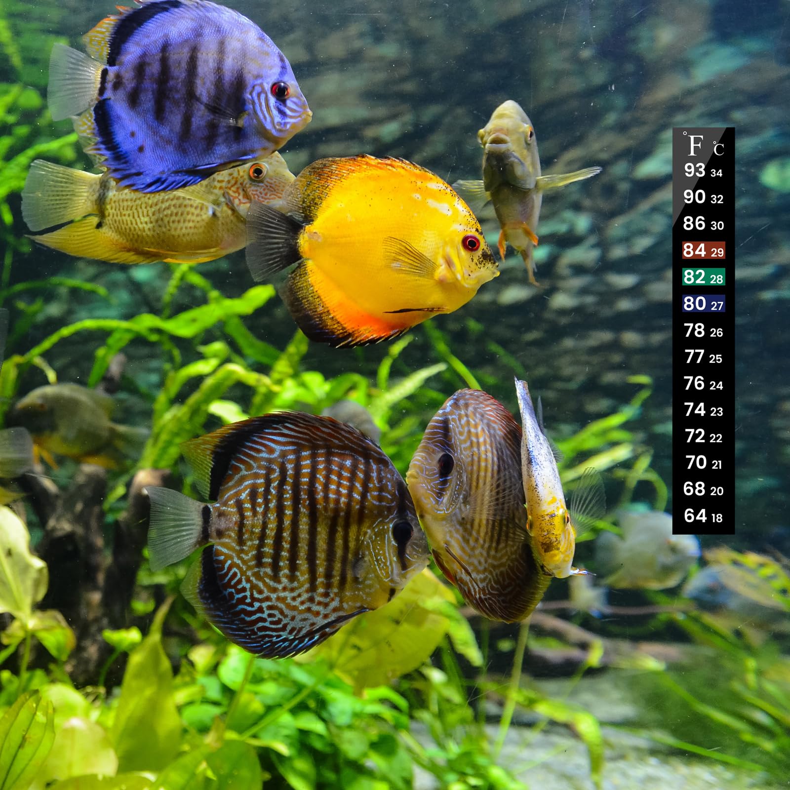 Bande AQUANEAT pour bocaux légumes, vérification fiable de la fraîcheur.
