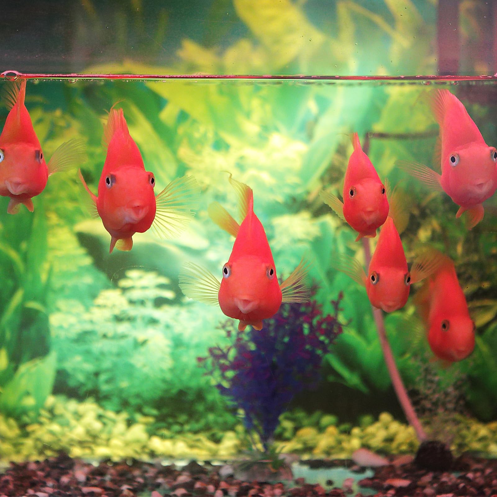 Installation rapide avec ventouses AQUANEAT pour protéger les alevins et améliorer l'organisation du bac.