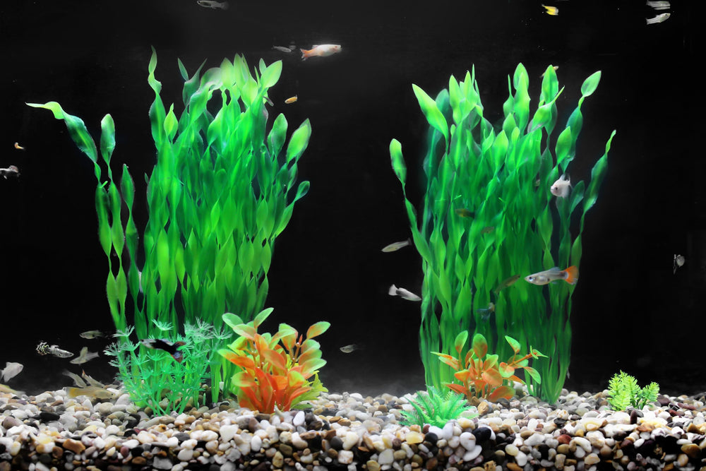 AQUANEAT – idéal pour réservoirs de 75 litres et plus, ajout rapide et sûr