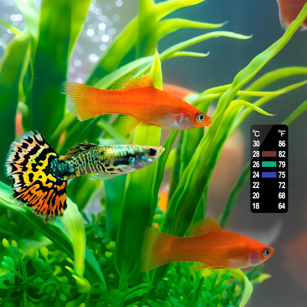 AQUANEAT utilisations variées: adapté pour terrarium et aquarium