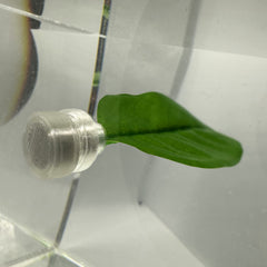 Aquarigram hamac-feuille betta-bulles-filtre: aide à contenir les bulles du filtre.
