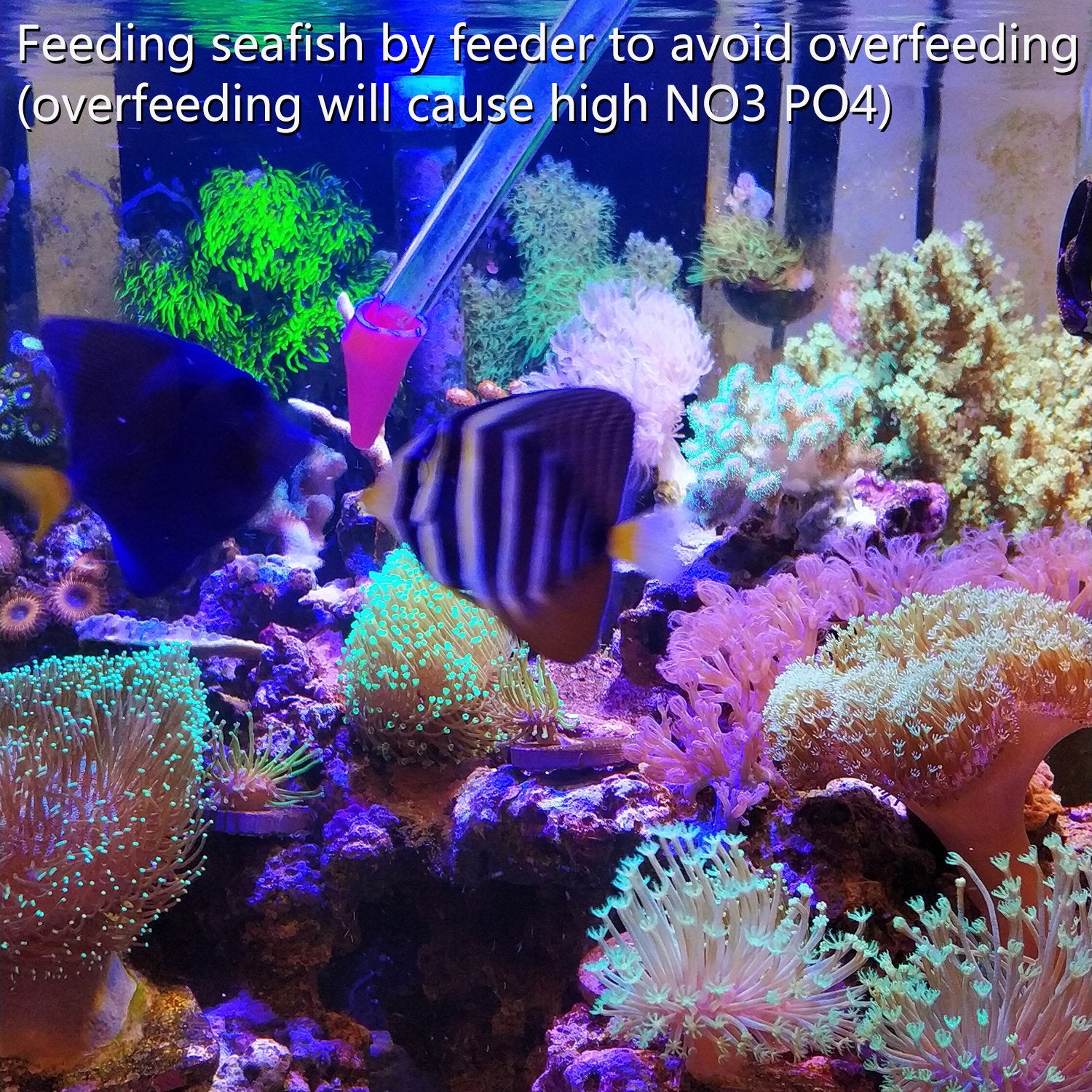 Nettoyage rapide après utilisation avec Aquarium Choice