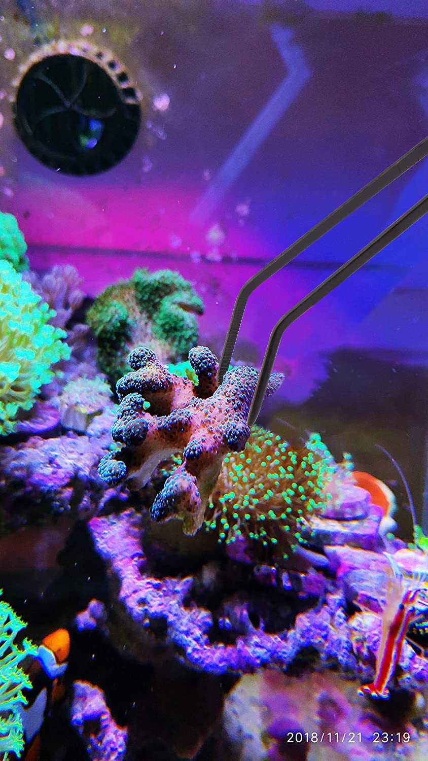 Tube acrylique résistant Aquarium Choice pour nourrir sans casse.