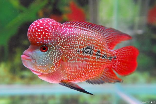 Aquatic Foods Inc. alimentation cichlides tubifex séchés