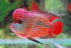 Aquatic Foods Inc. alimentation cichlides tubifex séchés