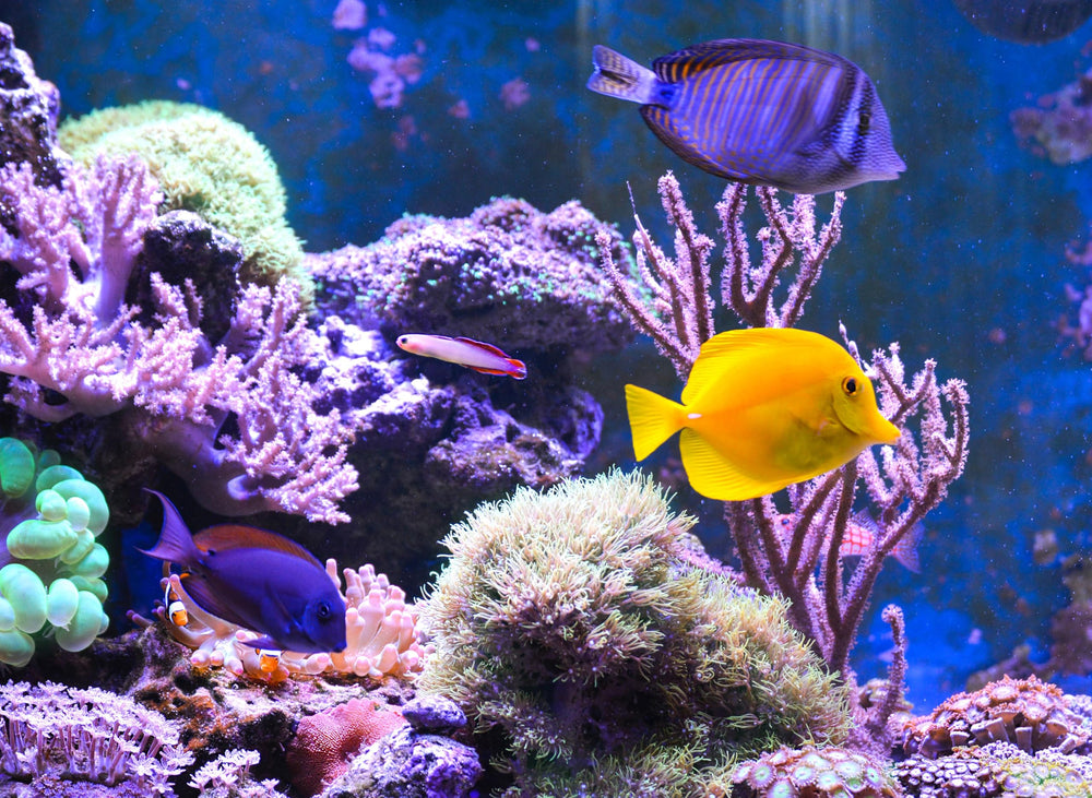 Aquatic Foods Inc. alimentation poissons marins tubifex séchés