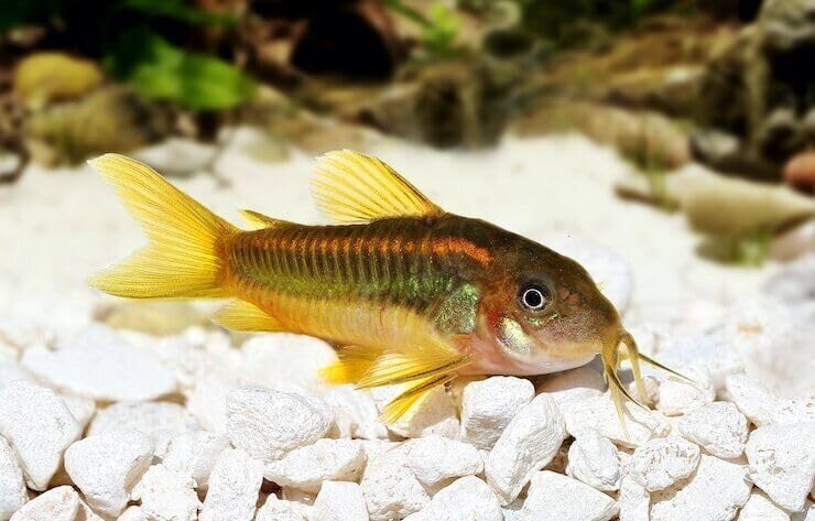 Alimenteur calcium Aquatic Foods Inc. Tropicaux – couleurs vives potentielles.