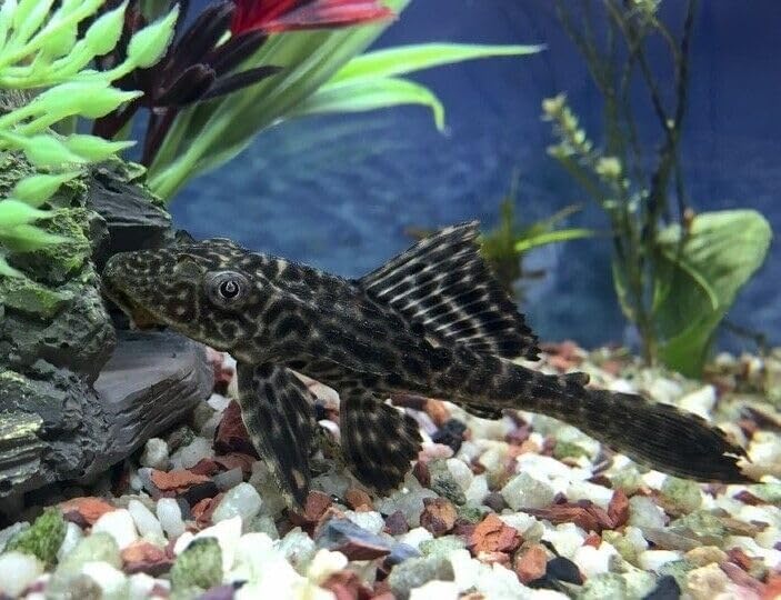 Colorants naturels Aquatic Foods pour couleurs vivantes des crustacés