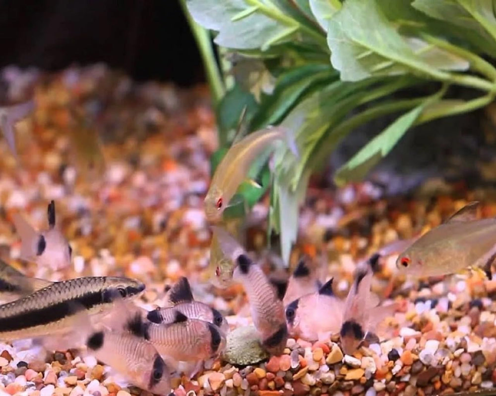 Pour crevettes et escargots, gaufrettes Aquatic Foods Inc.