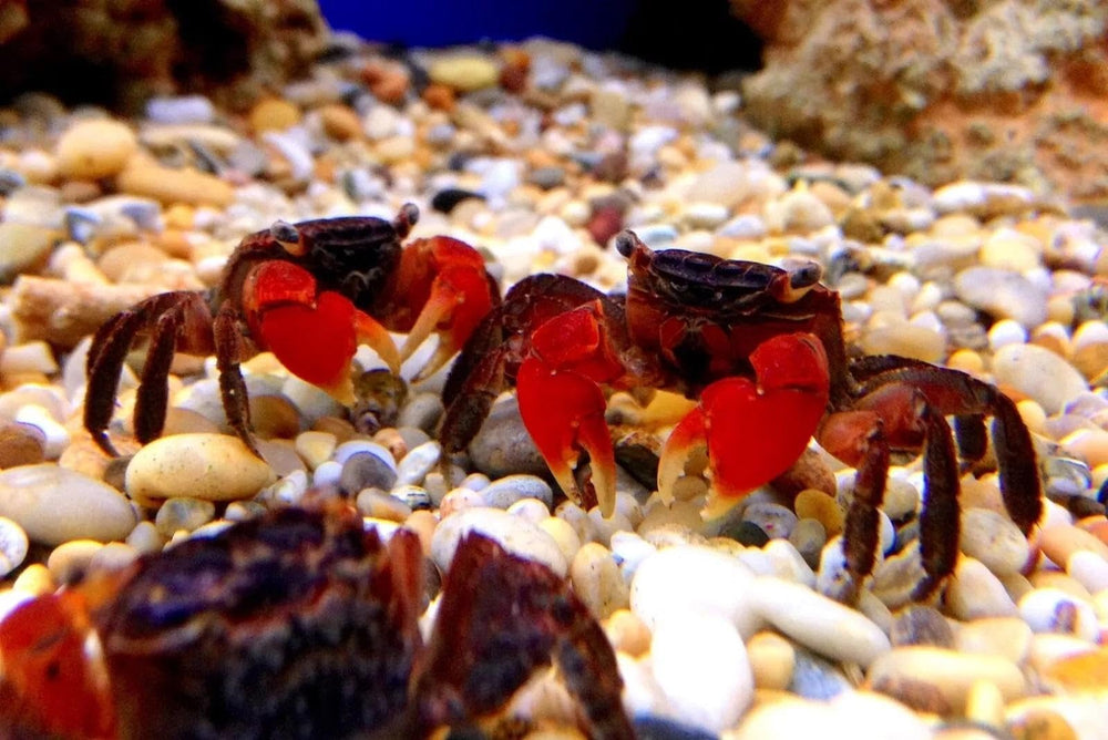 Disque calcium Aquatic Foods Inc. pour poissons-chat, soutien os et stabilité.