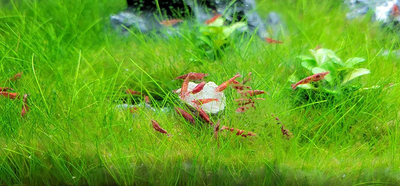 Disque calcium Aquatic Foods Inc. pour plecos, peut améliorer robustesse et couleur.