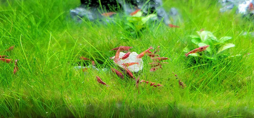 Disque calcium Aquatic Foods Inc. pour plecos, peut améliorer robustesse et couleur.