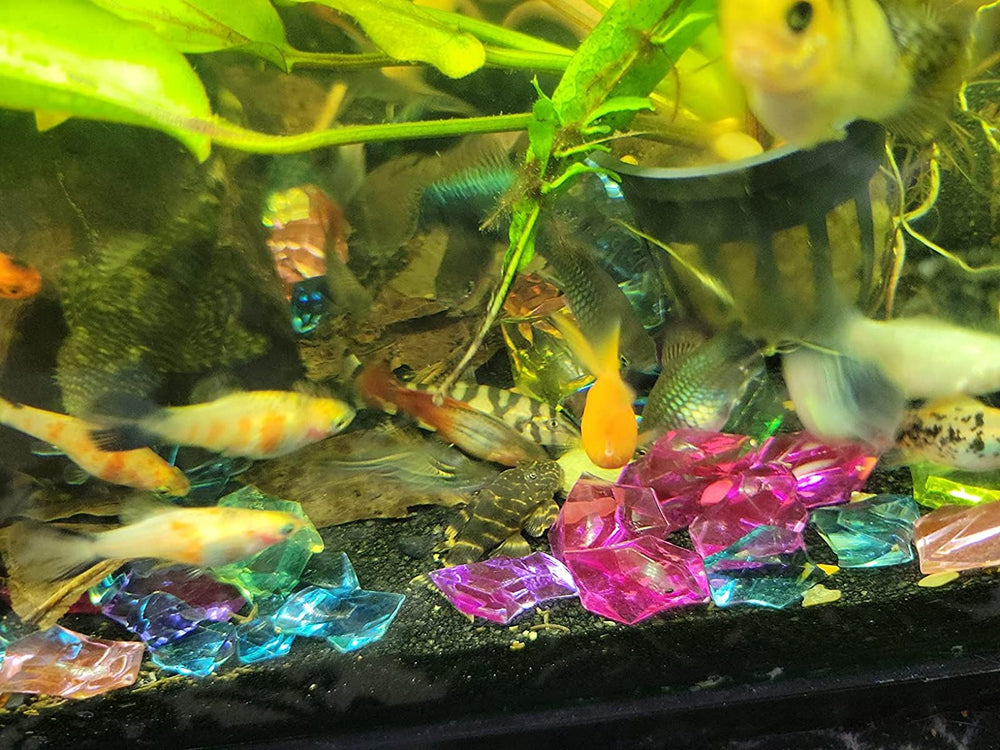 Disque calcium Aquatic Foods Inc. pour poissons Tropicaux, favorise teinte et bien-etre.