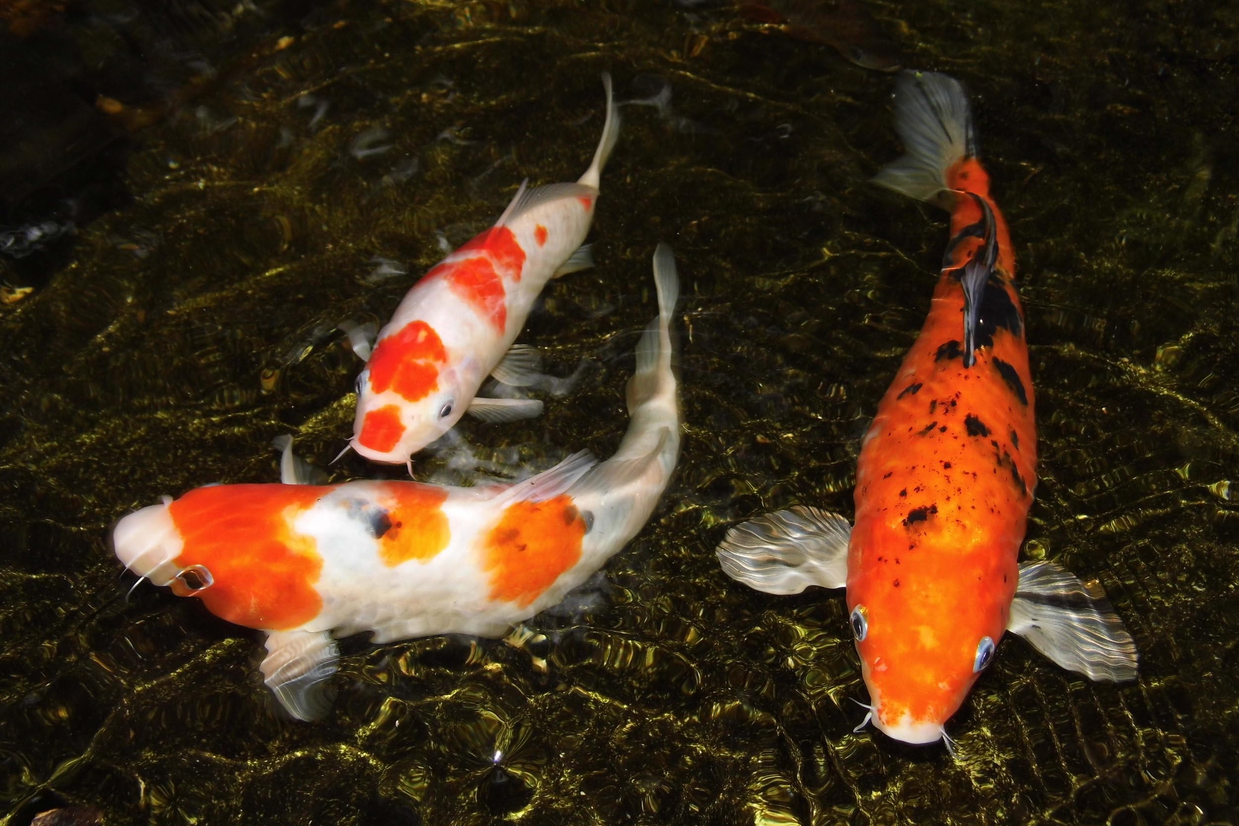 Aquatic Foods Inc. filtration des poussières, petites pièces