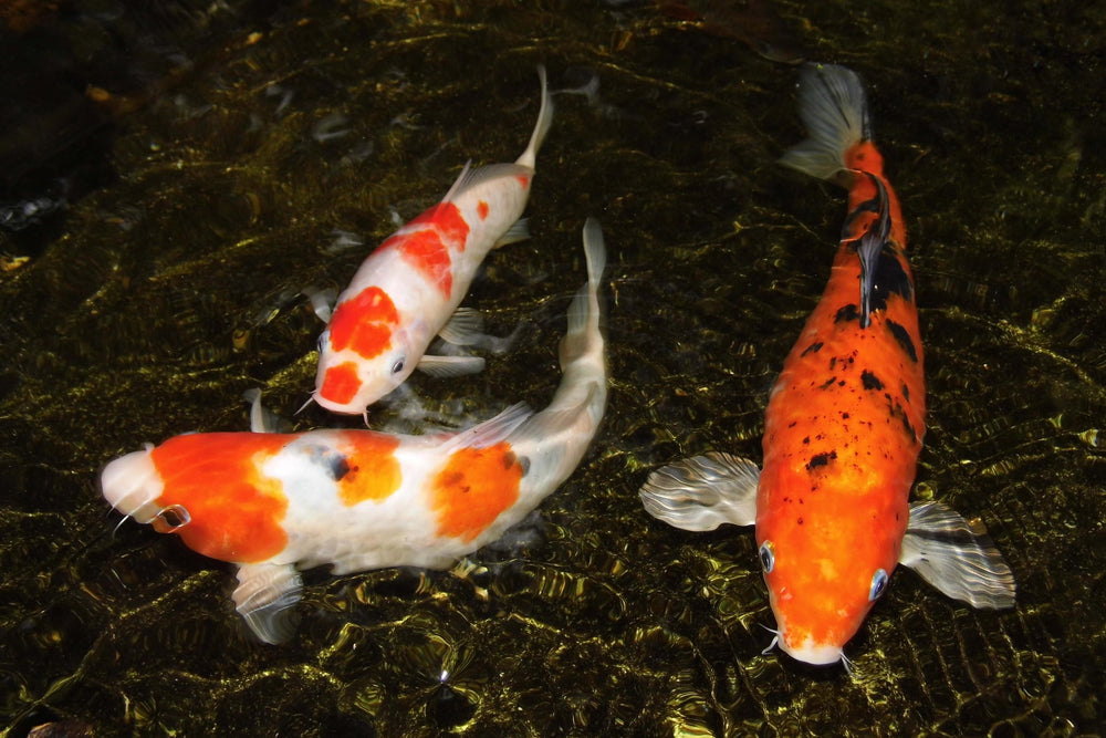 Aquatic Foods Inc. filtration des poussières, petites pièces