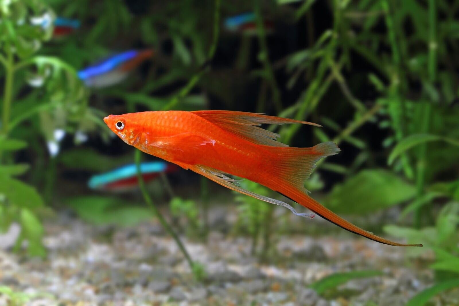 Granulés Guppy Aquatic Foods Inc.; adaptés pour guppys et autres petits poissons