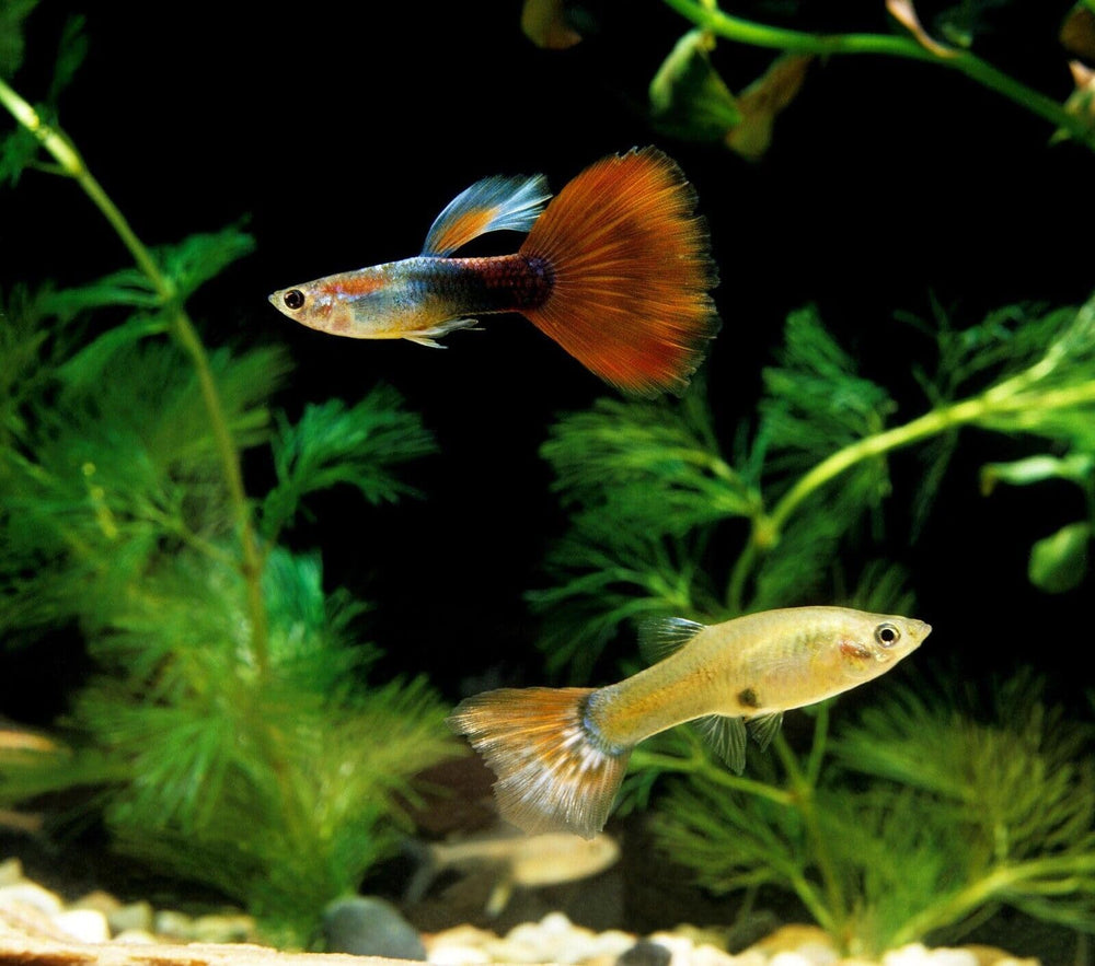 Guppys dégustent les granulés Aquatic Foods Inc.; spiruline et colorants soutiennent les couleurs