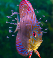Aquatic Foods Inc. ingrédients riches en protéines saumon et krill, source nutritionnelle variée.