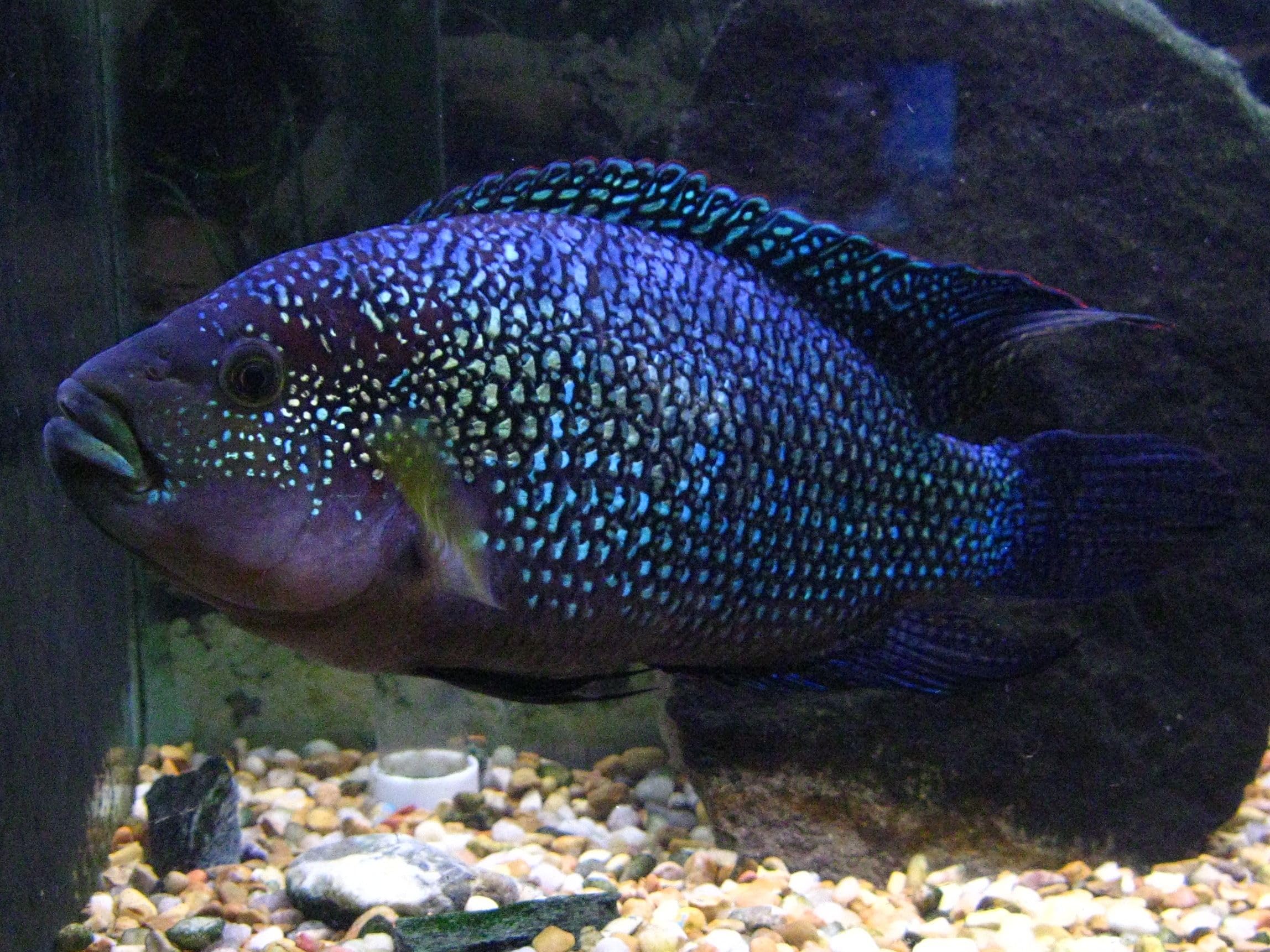 Aquatic Foods Inc. ingrédients tubifex 100%