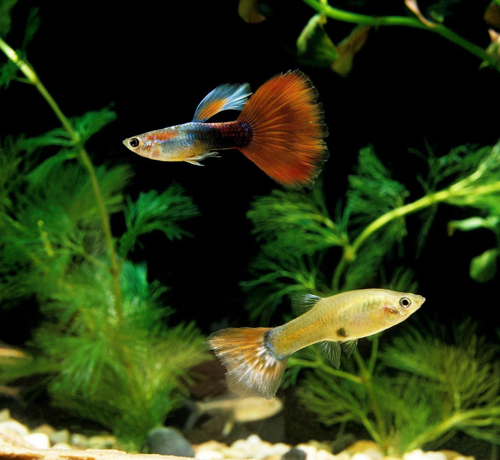 Aquatic Foods Inc. mélange tropical, qualité premium pour l'aquarium.