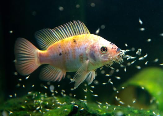 Aquatic Foods Inc. nourriture tropicale pour aquarium, dosage facile et polyvalente.