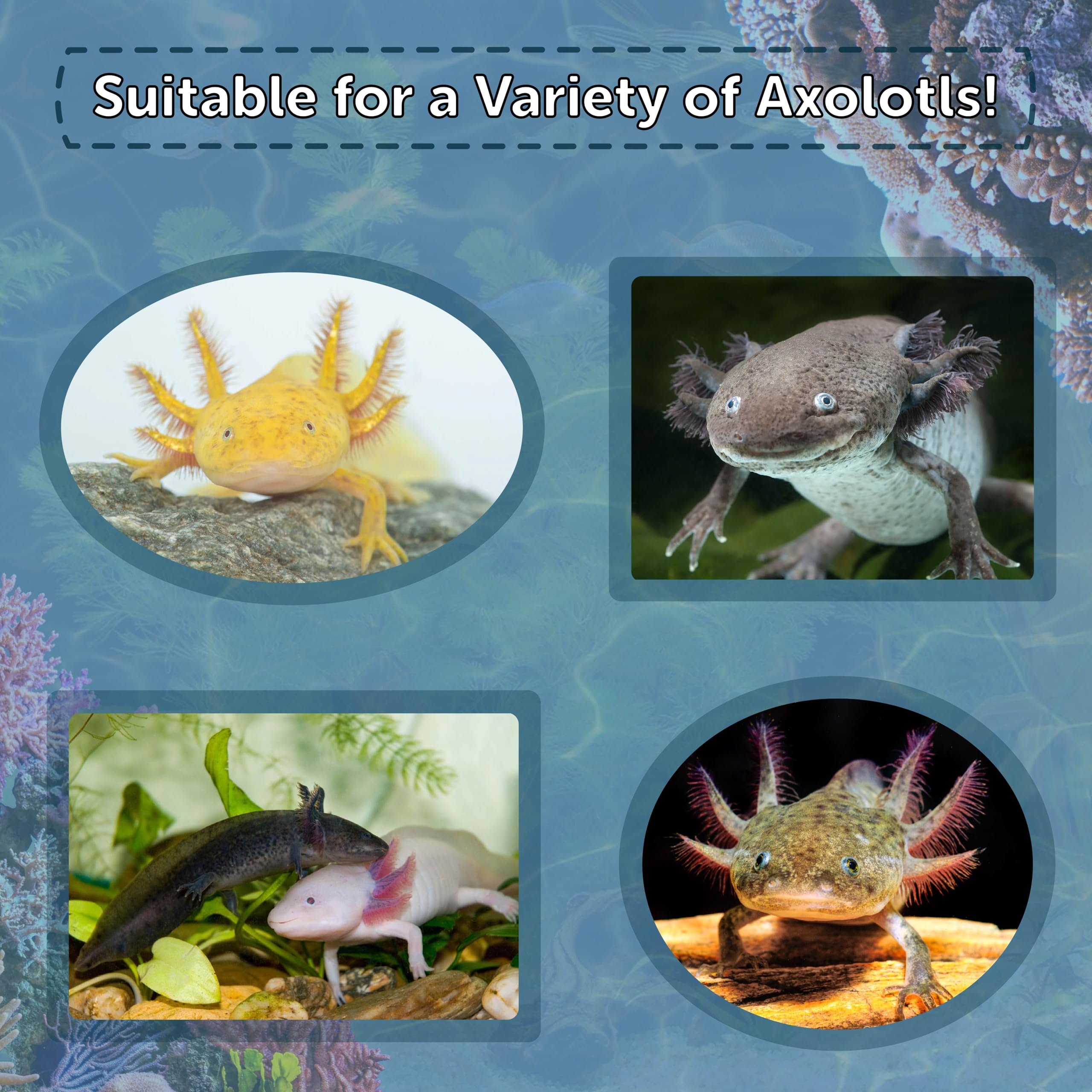 Pellets axolotl juvéniles – formulation riche pour petites espèces.
