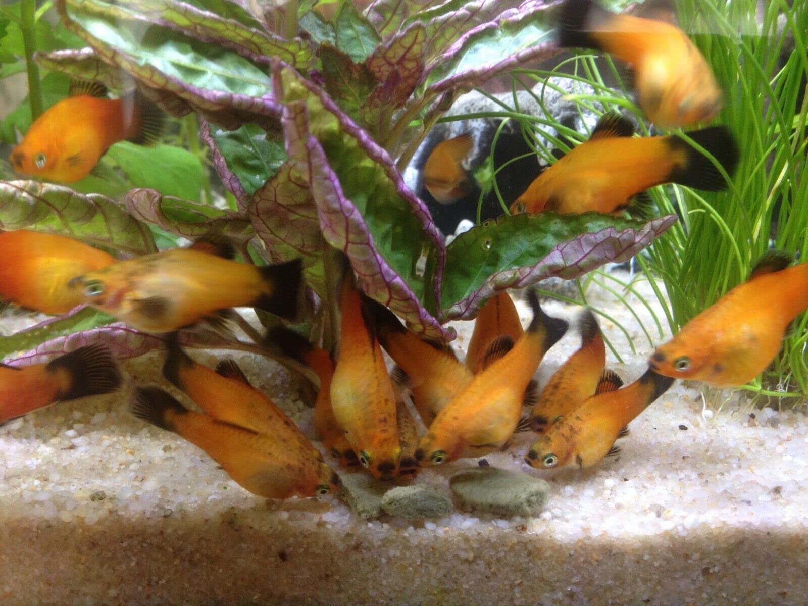 Parfaite pour cichlidés et poissons de fond, gaufrettes Aquatic Foods Inc.