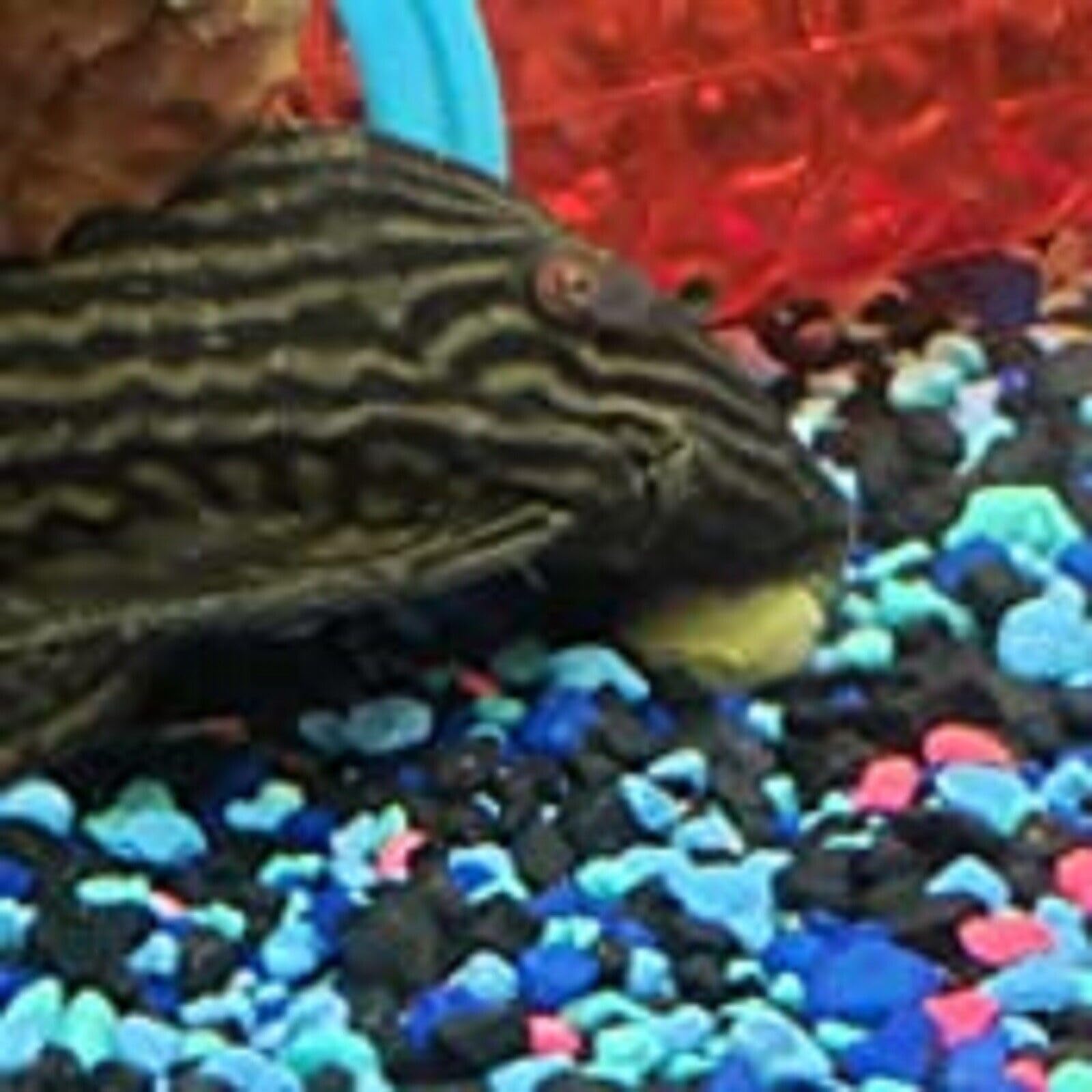 Emballage clair et pratique pour le repas des poissons Aquatic Foods Inc.