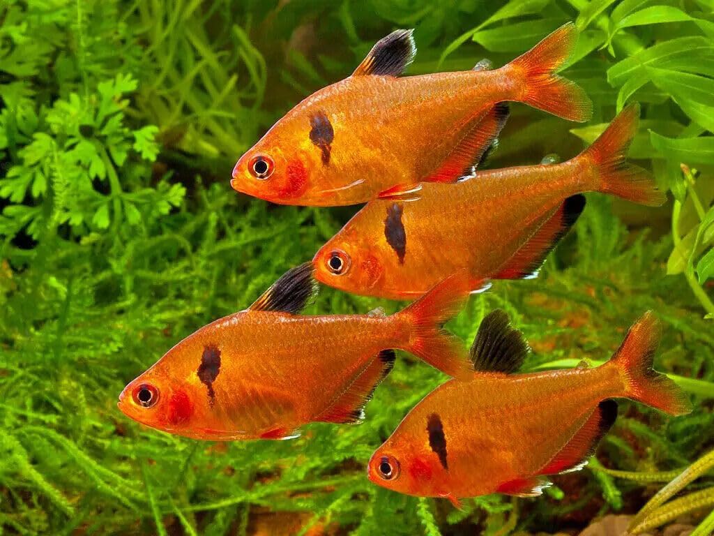Utilisation Aquatic Foods Inc – nourrir en petites portions, routine simple